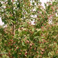 北美海棠樹苗價格