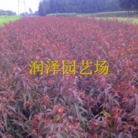 綠化樹(shù)、彩葉樹(shù)暢銷(xiāo)品種--碧桃，紅葉碧桃，紫葉碧桃
