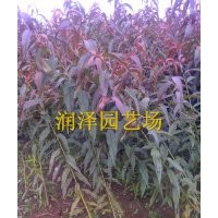 紅葉碧桃/綠葉碧桃/菊花碧桃/龍柱碧桃盡在潤(rùn)澤園藝碧桃基地