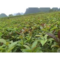 優(yōu)惠供應(yīng)植樹造林用桂花苗