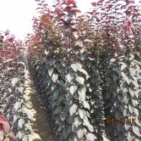 紅葉李小苗價(jià)格、求購(gòu)紅葉李小苗、兩年生紫葉李小苗