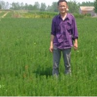 供應黒松苗 油松苗