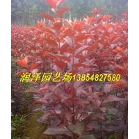 供應(yīng)紅葉李苗，速生紅葉李苗，紅葉李苗最新報(bào)價(jià)