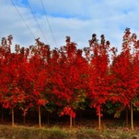 山東美國紅楓小苗，萬隆美國紅楓小苗供應，優(yōu)質美國紅楓小苗銷售