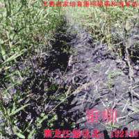 出售垂柳明條、插穗、銀中楊插穗