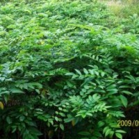 海南黃花梨苗，海南黃花梨樹苗，黃花梨樹苗