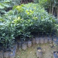 竹柏苗，竹柏樹苗，竹柏種苗