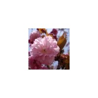 大量供應(yīng)櫻花，榆葉梅，紫薇，紫葉李，大葉女貞，欒樹(shù)等