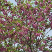 香花槐小苗成活率高