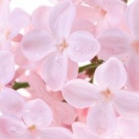 中華丁香分株繁殖