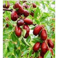 棗樹苗 蘋果苗山楂苗核桃苗