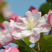 怎么延長(zhǎng)西府海棠的花期