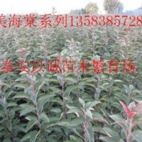 熱銷(xiāo)紅葉碧桃精品苗木紅葉李泰安以誠(chéng)苗木繁育場(chǎng)