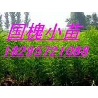 急售刺槐苗 國槐苗 花椒苗 側(cè)柏苗 油松苗