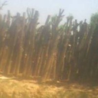 供應(yīng)國(guó)槐苗 花椒苗 刺槐苗 皂角苗