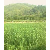 常年供應各種規(guī)格紅豆杉