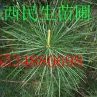 【山西民生苗圃】1-3年白皮松油松華山松 容器