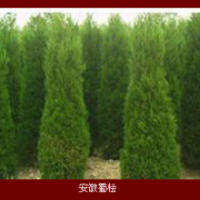 安徽，蜀檜，龍柏