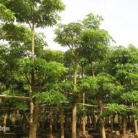 盆架子（糖膠樹）小苗批發(fā)