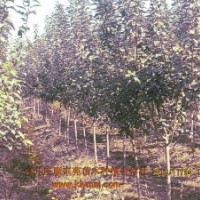 供應(yīng)20-30，12-15公分香樟