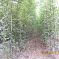 供應(yīng)速生國槐1-3苗一級苗