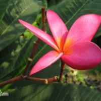 紅花雞蛋花小苗批發(fā)