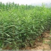 核桃苗 葡萄苗 國槐苗 花椒苗 桃樹苗 皂角苗