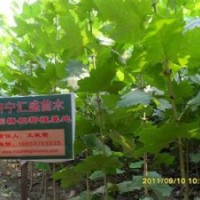 處理河北法桐苗速生法桐小苗