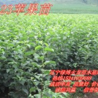 123蘋果苗，遼寧123蘋果苗，吉林123蘋果苗