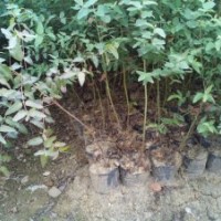 供應(yīng)鄧恩桉,桉樹大苗，高1米5以上，地徑0.6以上