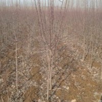 供應原生海棠4公分50元5公分60元