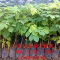 火焰木營養(yǎng)苗火焰木小袋苗供應(yīng)火焰木價格優(yōu)惠