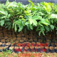 儀花營養(yǎng)苗儀花小袋苗供應(yīng)儀花價(jià)格優(yōu)惠