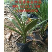 中東海棗營養(yǎng)苗供應(yīng)商供應(yīng)中東海棗小袋苗大量供應(yīng)、價格