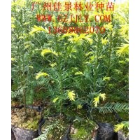 紅豆杉種苗紅豆杉營養(yǎng)苗紅豆杉種子，首選廣州佳景林業(yè)種苗苗圃
