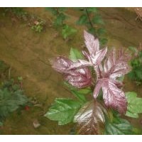 北美海棠：皇家雨點(diǎn),紅巴倫,紅依主教