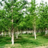 供應(yīng)銀杏苗木價格