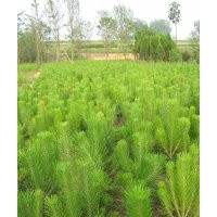 出售黑松 油松 側(cè)柏