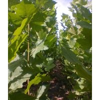 出售速生法桐小苗 扦插條 速生垂柳小苗