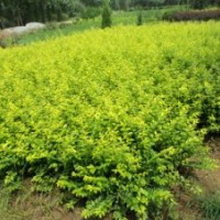 金葉女貞小苗 紅葉小檗小苗 紫葉小檗小苗