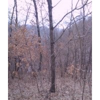 大量供應(yīng)蒙古櫟樟子松云衫銀中楊五角楓水曲油松華山松花灌木