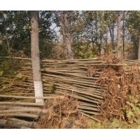 特價(jià)供應(yīng)1-3公分速生法桐苗、國槐苗、白臘苗、北欒苗