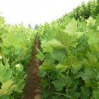 特價(jià)供應(yīng)3-20公分速生法桐、造型法桐、1-3年帽