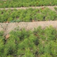 供應(yīng)白皮松苗2年白皮松苗3年白皮松苗
