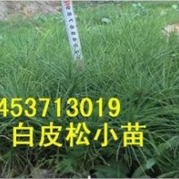 山西臨汾急售1-3年生白皮松幼苗