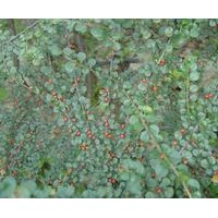 定州平枝荀子價(jià)格優(yōu)惠