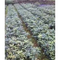 供應(yīng)桂花 香樟 欒樹 天竺桂