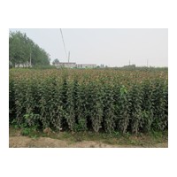 銷售秋季北美海棠芽苗