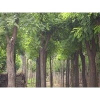 供應(yīng)國槐、國槐苗、國槐樹