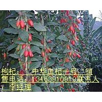 出售：優(yōu)質(zhì)枸杞樹 枸杞小苗 金銀花樹 金銀花小苗